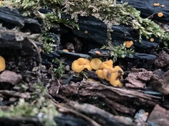 Calycina