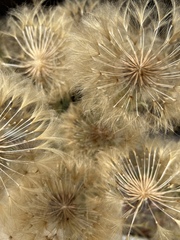 Tragopogon