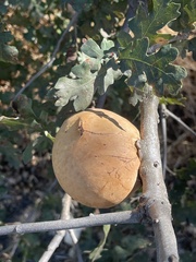 Andricus quercuscalifornicus