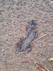 Chamaeleo chamaeleon chamaeleon