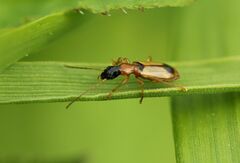 Demetrias monostigma