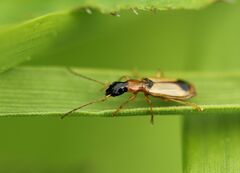 Demetrias monostigma