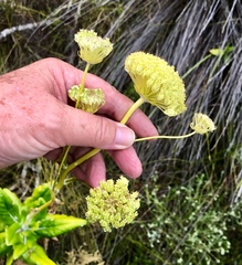 Hermas villosa