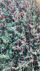 Atriplex semibaccata