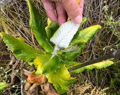 Hermas villosa