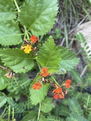Lantana urticoides