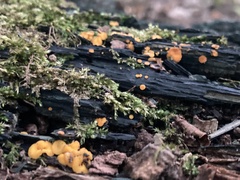 Calycina