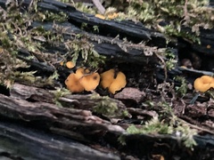 Calycina