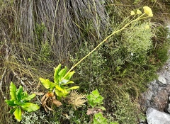 Hermas villosa