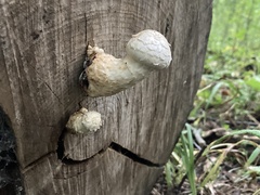 Hemipholiota populnea