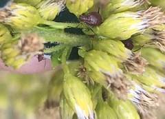 Uroleucon nigrotuberculatum