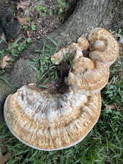 Pseudoinonotus
