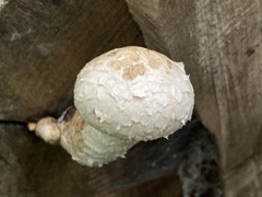 Hemipholiota populnea