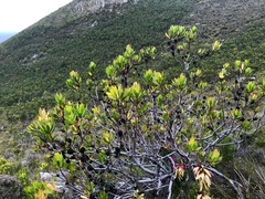 Leucadendron gandogeri