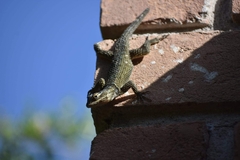Sceloporus cyanogenys