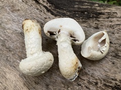 Hemipholiota populnea