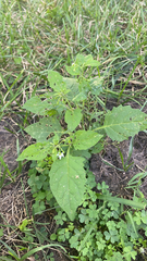 Solanum emulans