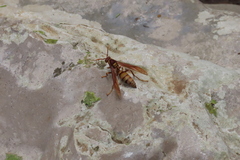 Polistes carnifex