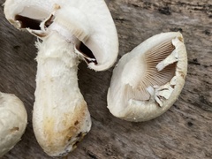 Hemipholiota populnea