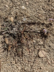 Erigeron breweri