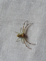 Diaea ambara