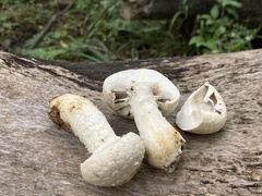 Hemipholiota populnea
