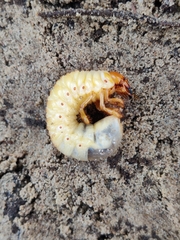Scarabaeidae