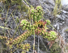 Oedera imbricata