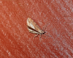 Chloroclystis filata