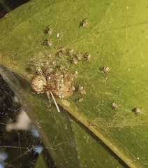 Parasteatoda tepidariorum