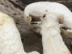 Hemipholiota populnea