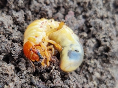 Scarabaeidae