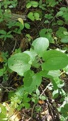 Smilax herbacea