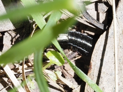 Thyreocephalus