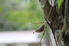 Cantorchilus leucotis