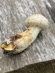 Hemipholiota populnea