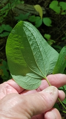 Smilax herbacea