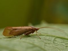 Limnephilus lunatus