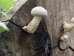 Hemipholiota populnea