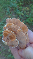 Gloeoporus dichrous