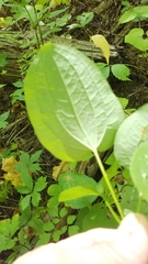 Smilax herbacea