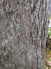 Aleurodiscus oakesii