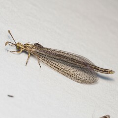 Brachynemurus
