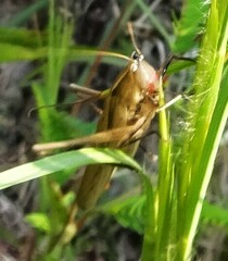 Neoconocephalus retusus