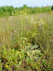 Senecio doria