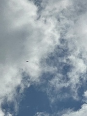 Accipiter nisus