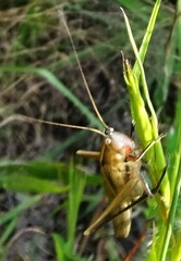 Neoconocephalus retusus