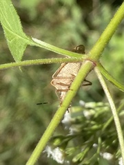 Euschistus variolarius