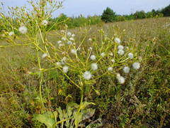 Senecio doria