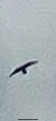 Accipiter nisus